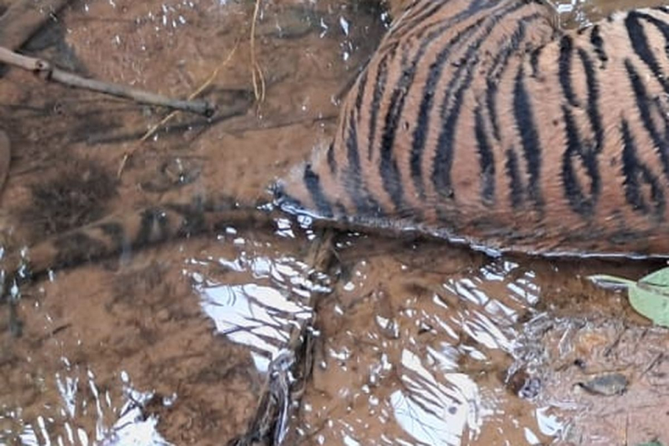 Habitat Terdesak Sawit, Harimau Sumatera dan Induk-Anak Gajah Ditemukan Mati di Bengkulu