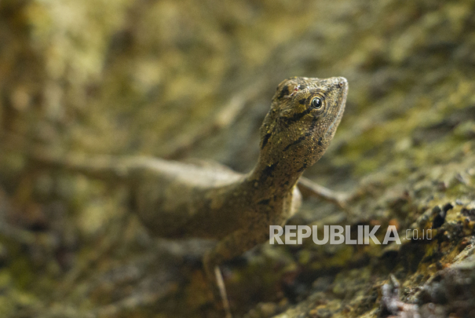 Cicak Ditemukan di Dalam Bakwan MBG di Gunungkidul, Sempat Dikunyah Lalu Dimuntahkan