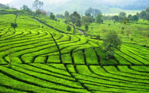 Perkebunan Teh Malabar: Simfoni yang Kini Berubah Nada