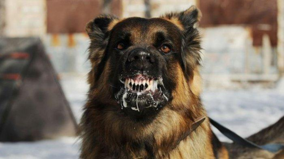 Heboh Setelah Safrianus Meninggal, 17 Warga Syok Daging Anjing yang Dibagikan Terinfeksi Rabies