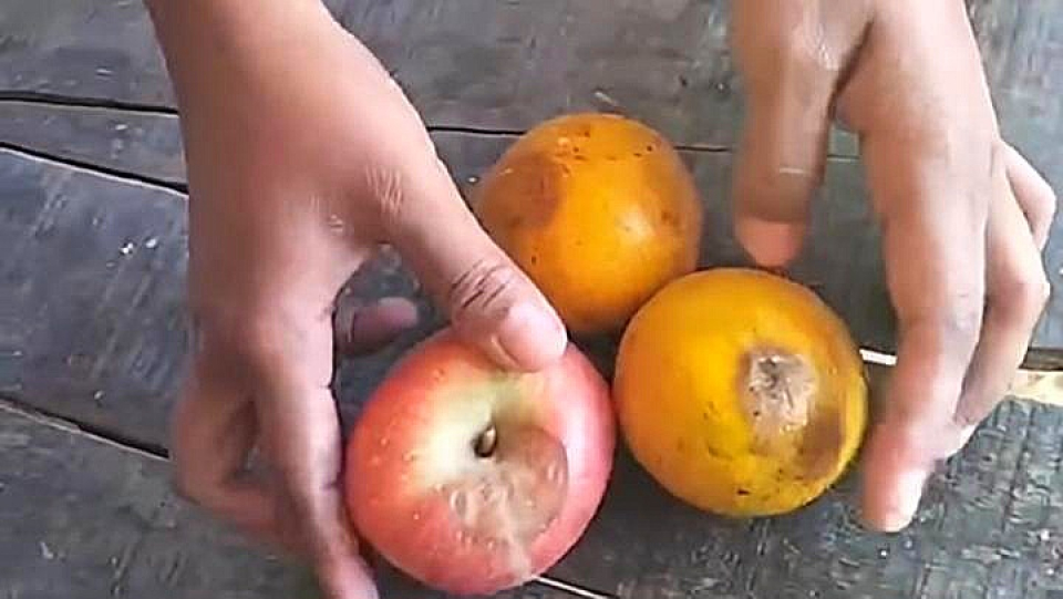 Menu MBG berupa dua jeruk dan satu apel dari SPPG Tlambah 4 Karang Durin, Desa Tlambah, Kecamatan Karang Penang diduga busuk, Kamis (7/5/2026).