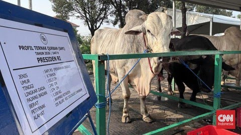 Anggaran Beli 1.098 Sapi Kurban Prabowo dari APBN Rp100 M
